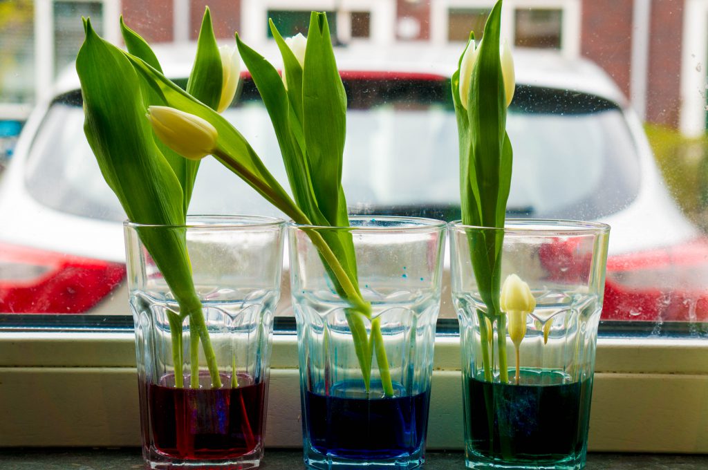 tulpen verven benodigdheden | Babies KItchen