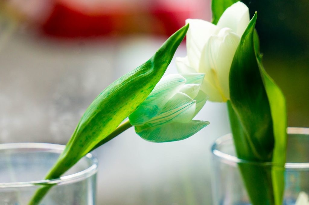 tulpen verven | Babies Kitchen