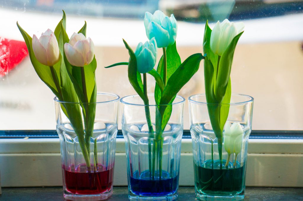 Tulpen Verven Experiment | Babies Kitchen