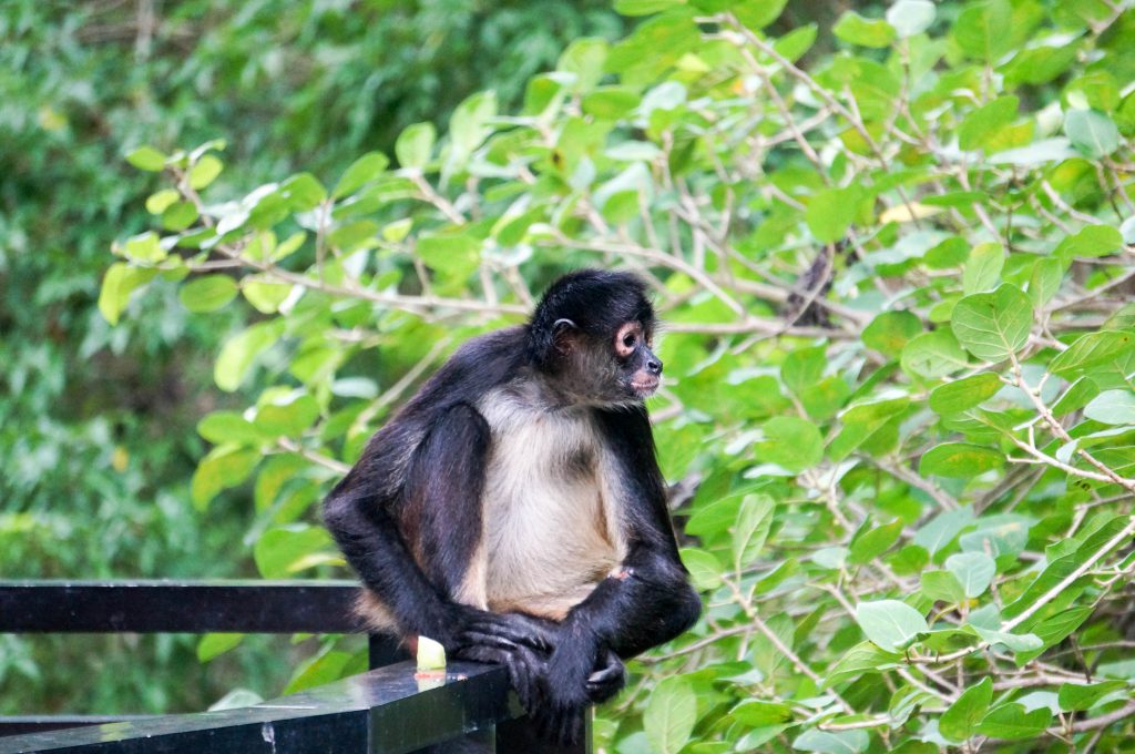 Sandos Carcaol Eco Resort in de Jungle