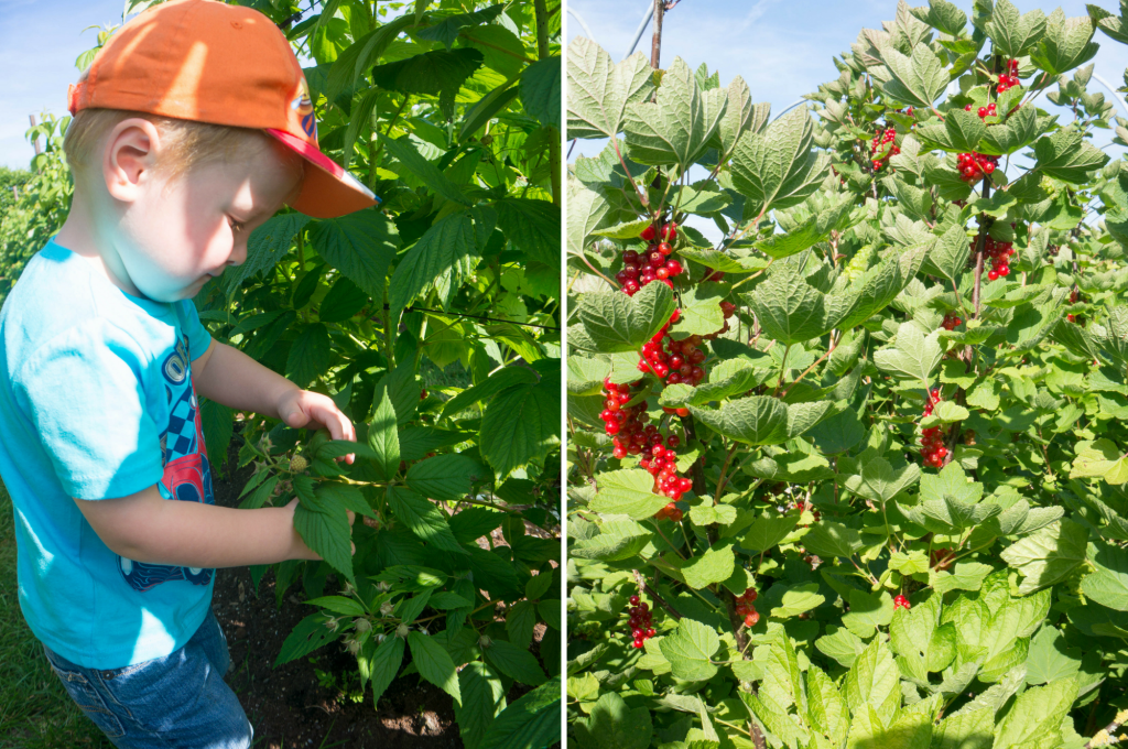 Vers Fruit plukken bij Van Reeuwijk | Babies Kitchen