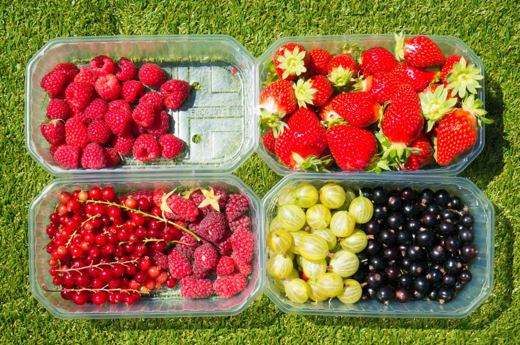 Vers Fruit plukken bij Van Reeuwijk - Babies Kitchen