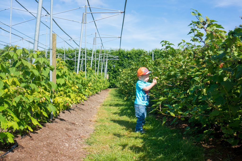 Vers Fruit plukken bij Van Reeuwijk - Babies Kitchen leuk met kids