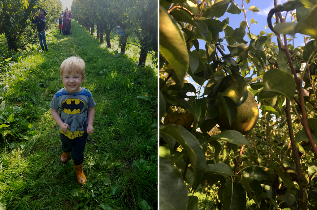Appels & Peren Plukken bij de Olmenhorst | Babies Kitchen eropuit