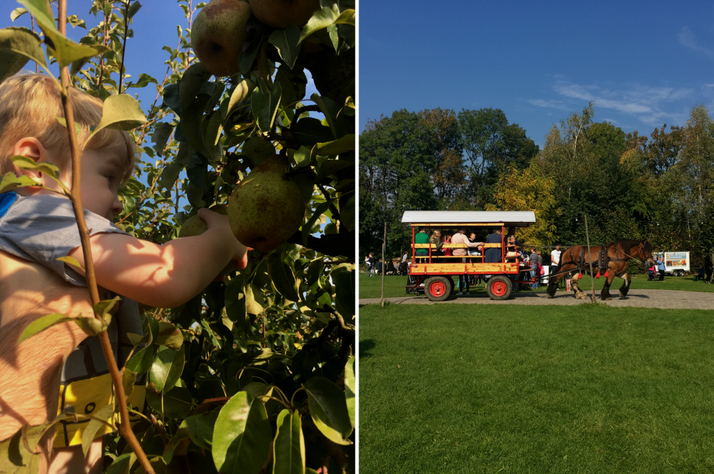 Appels & Peren Plukken bij de Olmenhorst | Babies Kitchen uitstapje