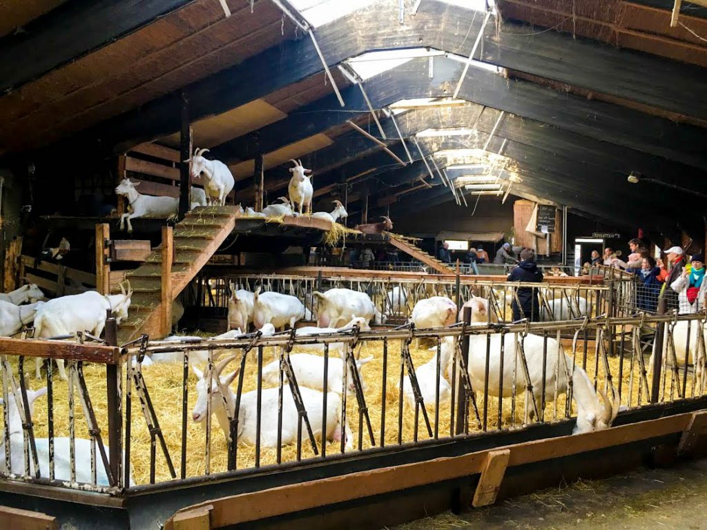 Geitenboerderij Ridammerhoeve Amsterdam | Babies Kitchen