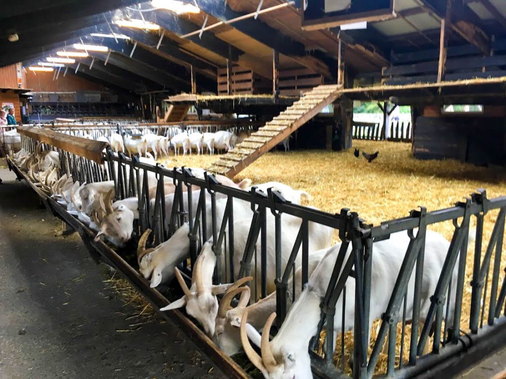 Uitstapje: Geitenboerderij Ridammerhoeve Amsterdam | Babies Kitchen