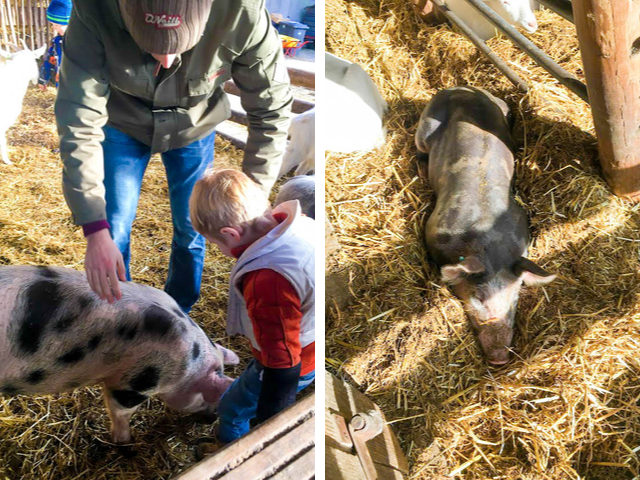 Varkens | Geitenboerderij Ridammerhoeve | Babies Kitchen
