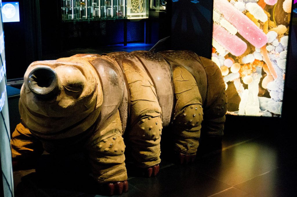 Beerdiertje Micropia - Kidshoekje