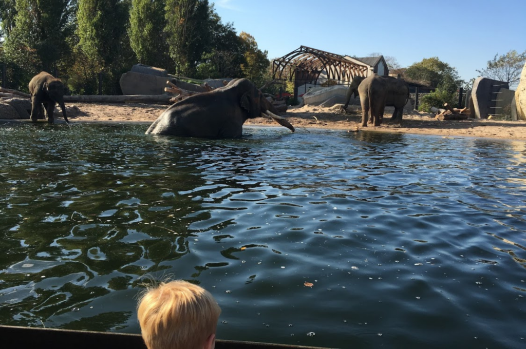 ARTIS Uitstapje Kidshoekje