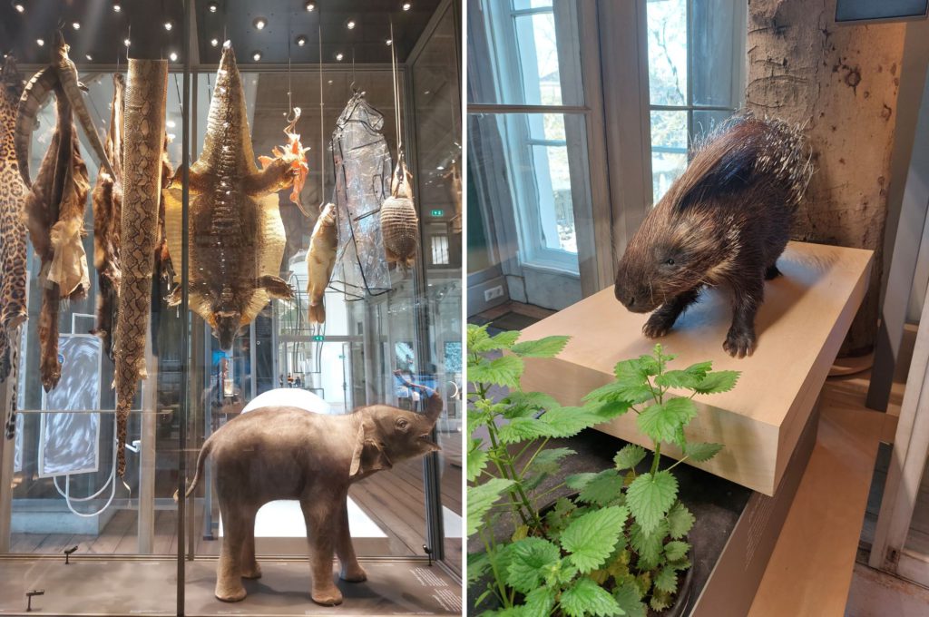 ARTIS Groote Museum Amsterdam- Kidshoekje.nl
