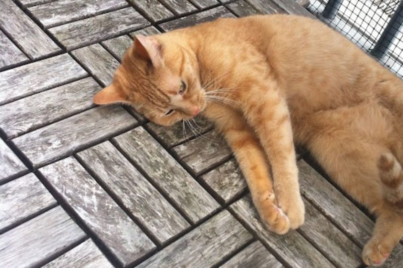 Een Zorgeloze Vakantie Tips voor het Verzorgen van je Kat tijdens je Afwezigheid