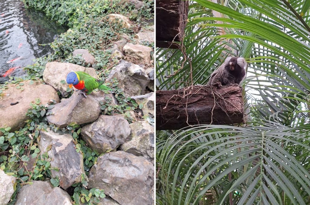 Dieren pantropica - Kidshoekje.nl