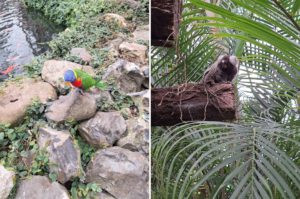 Dieren pantropica - Kidshoekje.nl
