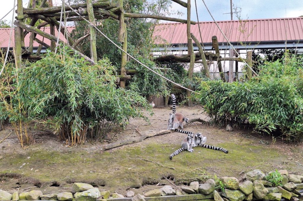Maki's in Pantropica - Kidshoekje.nl