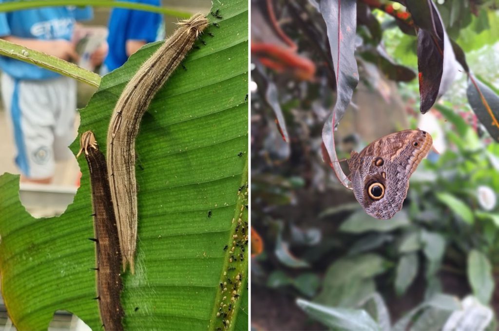 Vlinders pantropica - Kidshoekje.nl