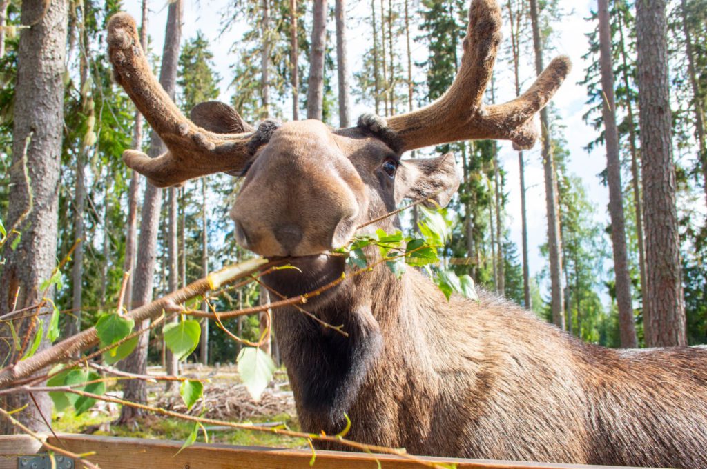 Värmlands Moose Park - Kidshoekje.nl
