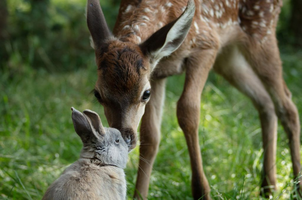 Film Bambi Winactie - Kidshoekje.nl