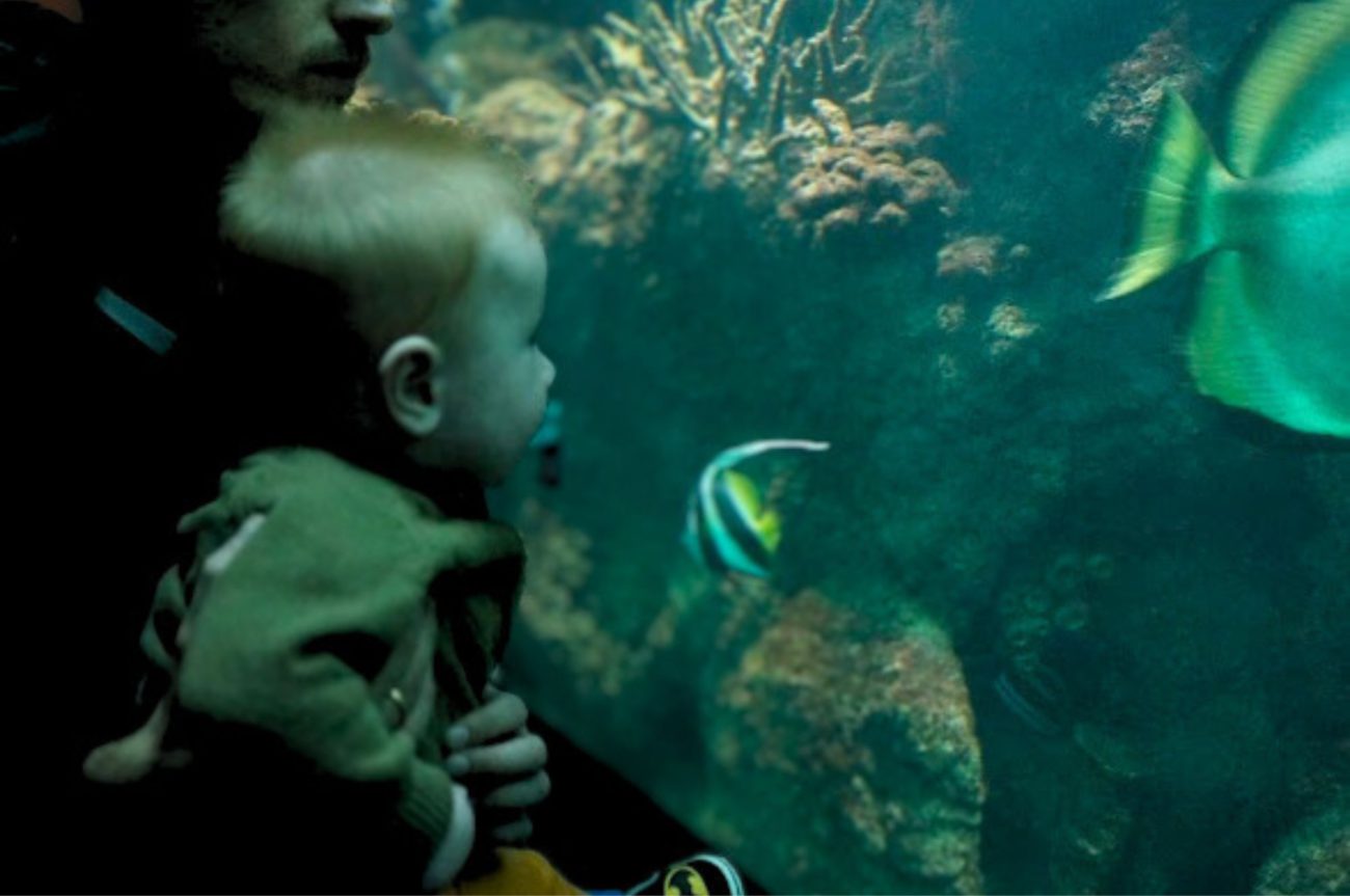 Kleurrijke vissen in huis leerzaam en sfeervol voor het hele gezin - Kidshoekje.nl